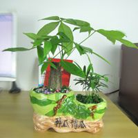 黄金发财树微信头像