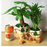 金色发财树头像图片