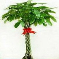 金色发财树头像图片