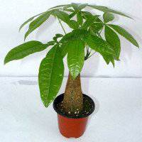 金色发财树头像图片