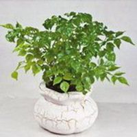 金色发财树头像图片大全