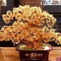 金色发财树头像图片大全