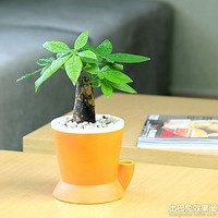 黄金发财树微信头像