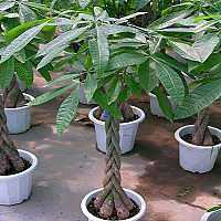 十字绣发财树头像