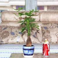 黄金发财树微信头像