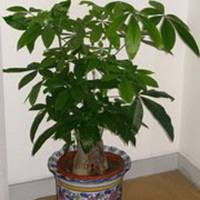 金色发财树头像图片大全