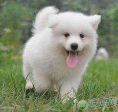 2018属狗女生微信头像