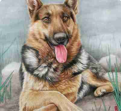 2018属狗的人本命年好运微信头像