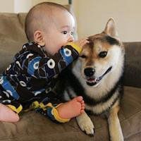 2018年狗年小宝宝微信头像