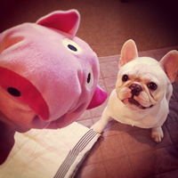 2018年狗年小宝宝微信头像