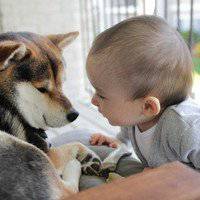 2018年狗年小宝宝微信头像