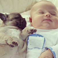 2018年狗年小宝宝微信头像