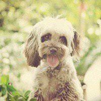 2018年狗年风景微信头像