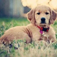 2018年狗年风景微信头像