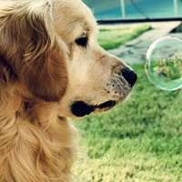 2018年狗年风景微信头像