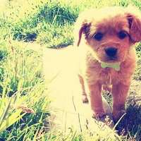 2018年狗年风景微信头像