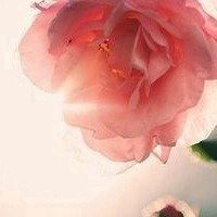 2018年狗年风景微信头像