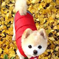 2018年狗年风景微信头像