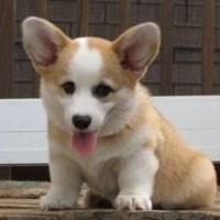 2018最新单身狗头像