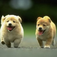 2018狗年宝宝健康成长头像