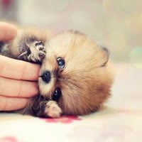 2018狗年宝宝健康成长头像