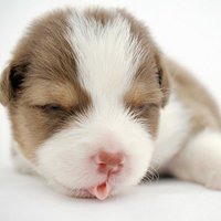 2018狗年宝宝健康成长头像