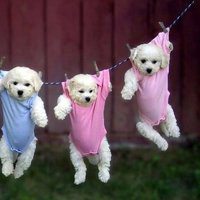 2018狗年宝宝健康成长头像