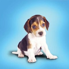 2018狗年本命年微信头像