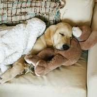 2018猫狗情侣头像