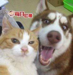 2018猫狗情侣头像