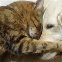 2018猫狗情侣头像