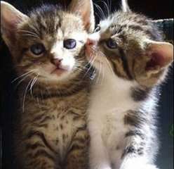 2018猫狗情侣头像