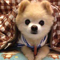 使用人数多的狗年微信头像