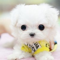 使用人数多的狗年微信头像