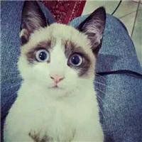 头像2018年最新版简约