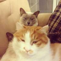 情侣头像2018年头像最新