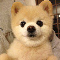 时尚简约狗年微信头像