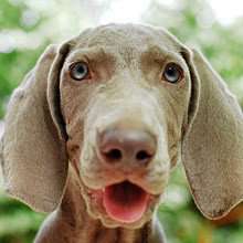 时尚简约狗年微信头像