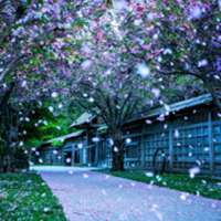 唯美浪漫樱花图片头像