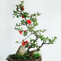 盆栽头像图片大全 好看的盆景盆栽 盆栽头像图片大全 好看的盆景盆栽