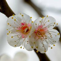 梅花花瓣头像图片 好看清香的梅花花瓣图片头像