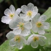 象征死亡的骷髅花头像图片