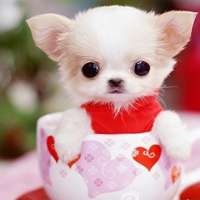 茶杯犬头像图片大全 超萌的可爱茶杯犬动物头像