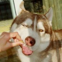 微信搞笑二哈头像图片大全