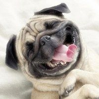 微信搞笑二哈头像图片大全