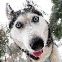 微信搞笑二哈头像图片大全