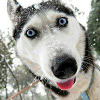 微信搞笑二哈头像图片大全