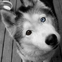 微信搞笑二哈头像图片大全