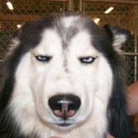 微信搞笑二哈头像图片大全