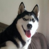 微信搞笑二哈头像图片大全